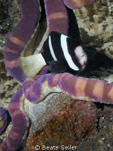 Nemo with eggs by Beate Seiler 